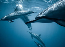 开云体育官网：开启体育新纪元的信任之旅